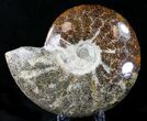 Huge Polished Cleoniceras Ammonite Fossil #21638-1